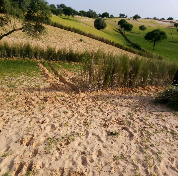 Terres restaurées et fixation de dunes